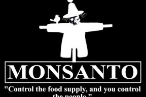 vedci-priznavaji-ano-geneticky-modifikovane-plodiny-vas-pomalu-zabijeji