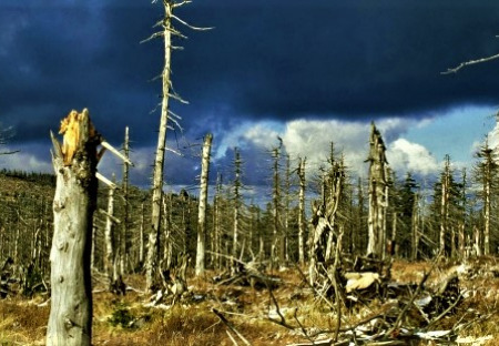 Nesmíme dovolit zbytečné a nezodpovědné zadlužování státních lesů
