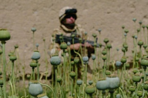 afghan_opiumx