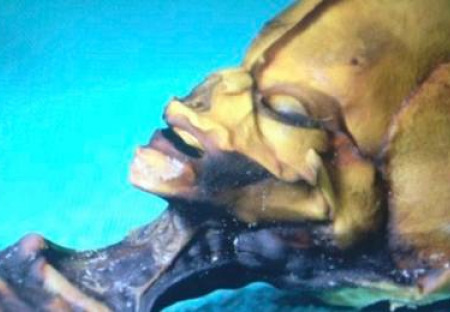 Výzkum University ve Stanfordu: Humanoid Atacama je stále záhadou