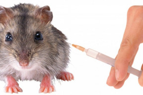 petice-dsz-za-prava-zvirat-za-ukonceni-pokusu-a-testovani-na-zviratech