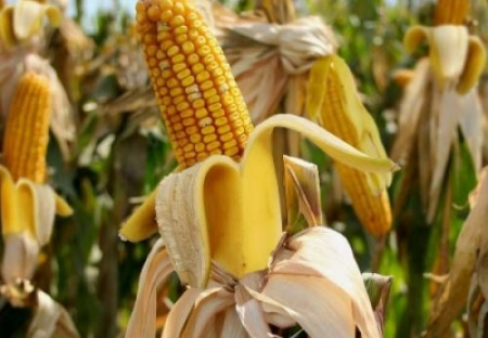 GMO – realita spolupráce farmárov s Monsantom
