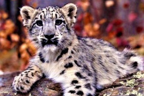 leopard-snezny-v-zoologickej-zahrade-v-americkom-meste-san-diego-mal-pozitivny-test-na-koronavirus
