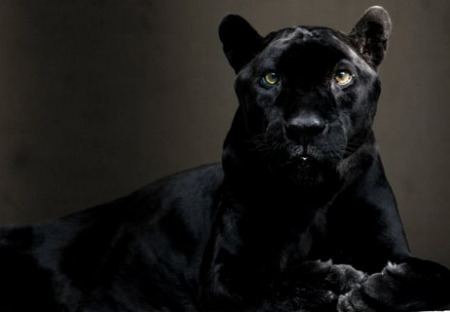 VIDEO: Úžasný příběh, jak se leopard Diabolo stal Spiritem