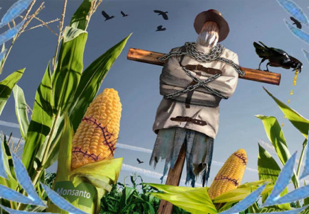Nejvyšší soud přisoudil Monsanto vítězství nad farmáři u patentů na GMO osivo a možnosti podávat žaloby