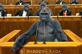 ovce-a-gorily-david-a-golias