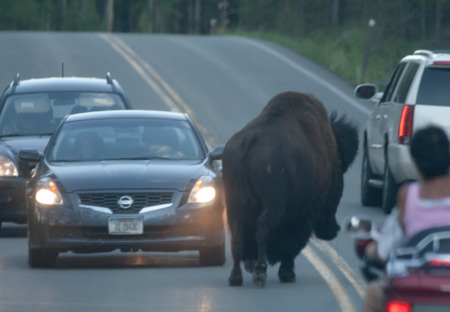 V USA se obávají výbuchu Yellowstonského supervulkánu, jelikož zvířata v oblasti masově prchají