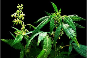 sokujici-studie-alkohol-je-opravdova-droga-a-ne-konopi-jak-nam-tvrdi