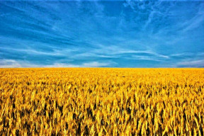diky-fialove-junte-se-ukrajinske-obili-bude-i-nadale-dovazet-do-cr