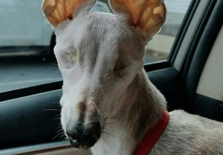 Něco ze života zvířat a lidí