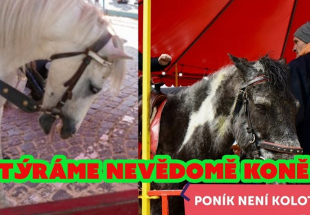 Prohlášení DSZ - ZA PRÁVA ZVÍŘAT k iniciativám Zastavme týrání poníků na poutích