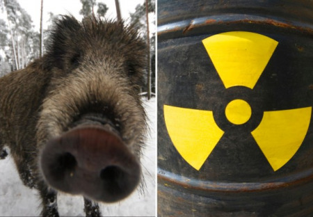 Černobyl: divoká prasata v Německu jsou stále radioaktivně zamořena (+ další jaderné zprávy)