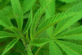 cbd-napravuje-reputaci-konopi
