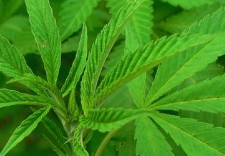 CBD napravuje reputaci konopí