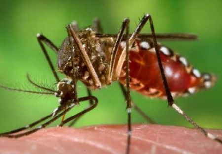 Hysterie s virem zika: Podvod a tajná psychooperace pokračuje