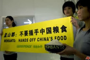 sok-cina-se-ma-stat-svetovym-gmo-sampionem