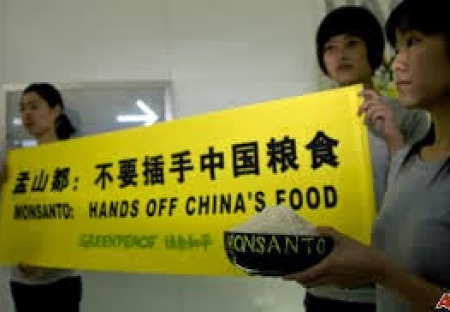 Šok!  Čína se má stát světovým „GMO šampiónem“