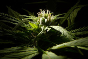 cbd-vas-rychle-zbavi-depresi