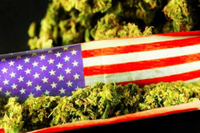 vedle-voleb-bezela-referenda-konopi-si-legalne-bude-moci-koupit-petina-americanu