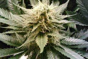 cbd-konopny-olej-pro-vase-telo-i-psychickou-rovnovahu