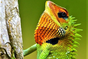 jarni-leguan
