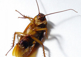 cucaracha